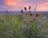 Klasea centauroides. Цветущее растение. Забайкальский край, Ононский р-н, окр. оз. Зун-Торей, гора Куку-Хадан, горная степь. 26.06.2022.