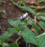 Ageratum houstonianum