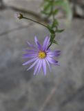 Aster bessarabicus