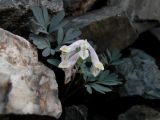 Corydalis inconspicua