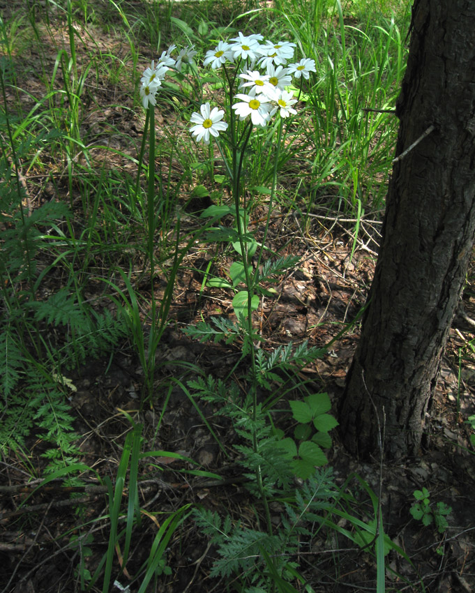 Изображение особи Pyrethrum corymbosum.