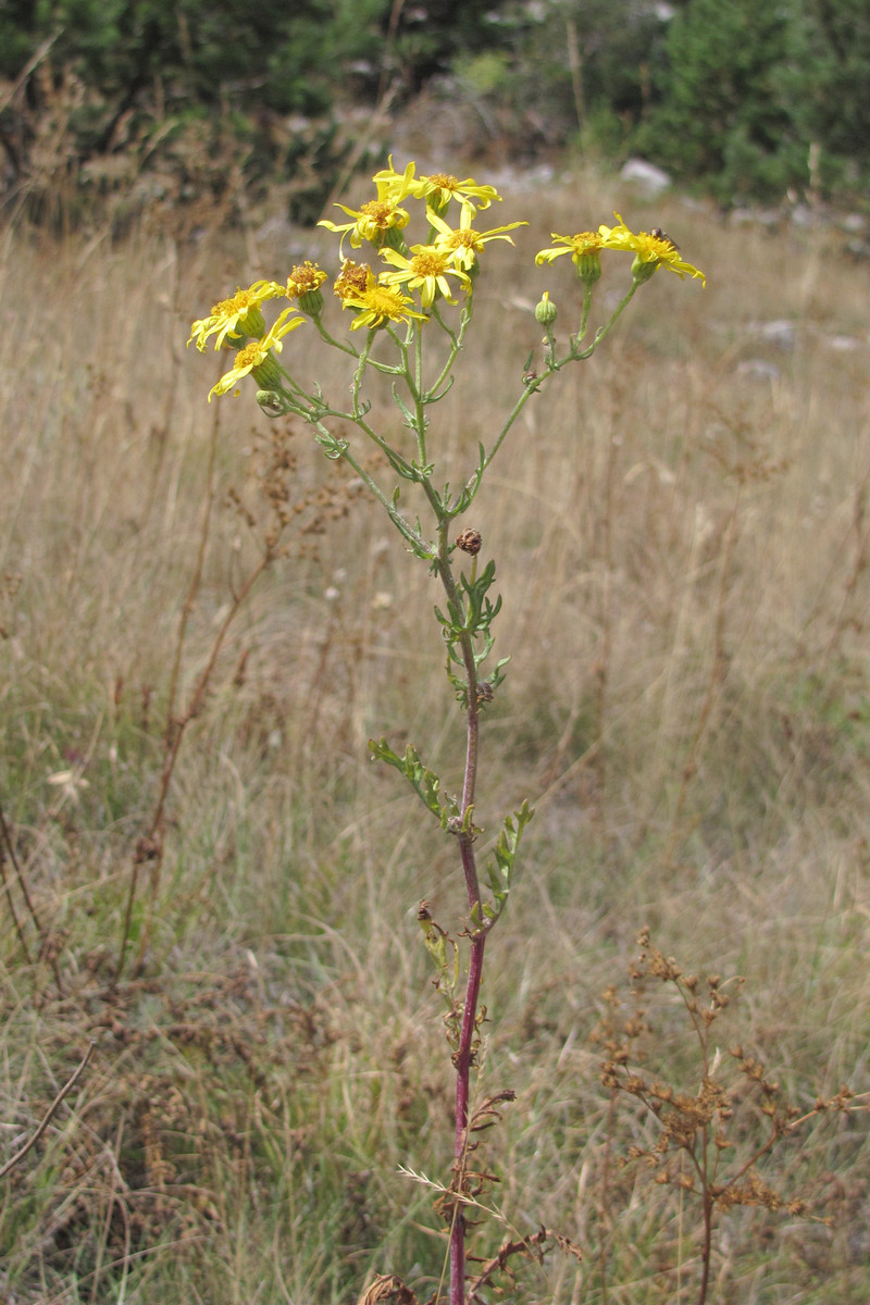 Изображение особи Senecio tauricus.