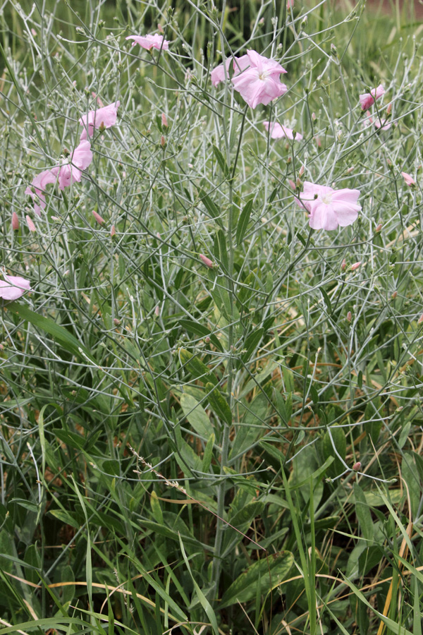 Изображение особи Convolvulus subhirsutus.