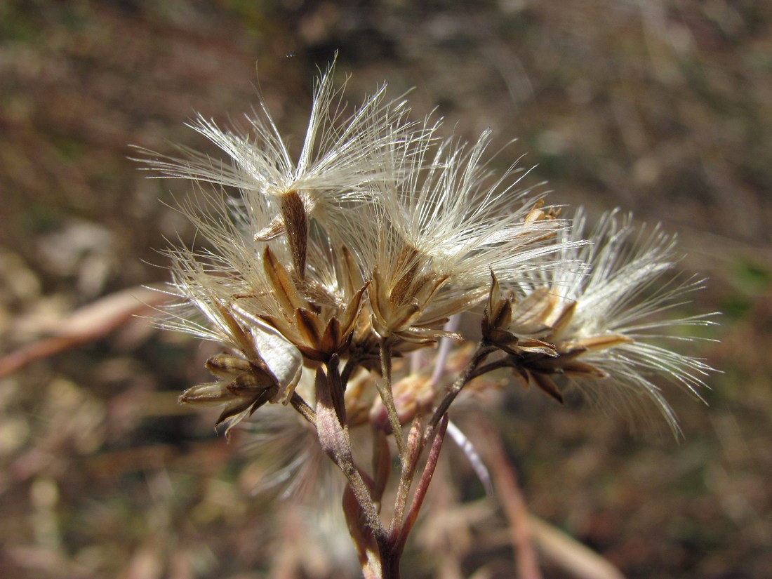 Изображение особи Galatella dracunculoides.