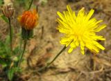 Crepis rhoeadifolia