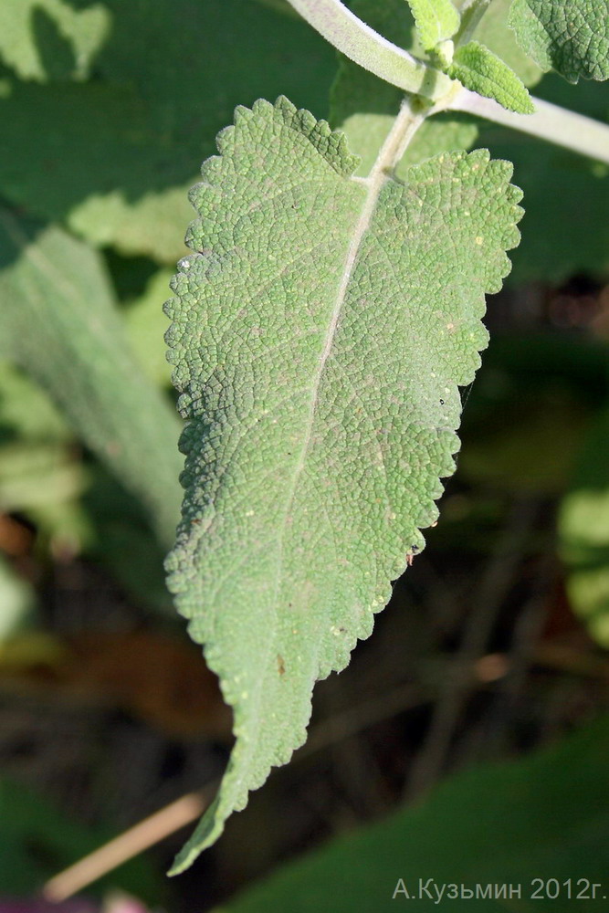 Изображение особи Salvia tesquicola.