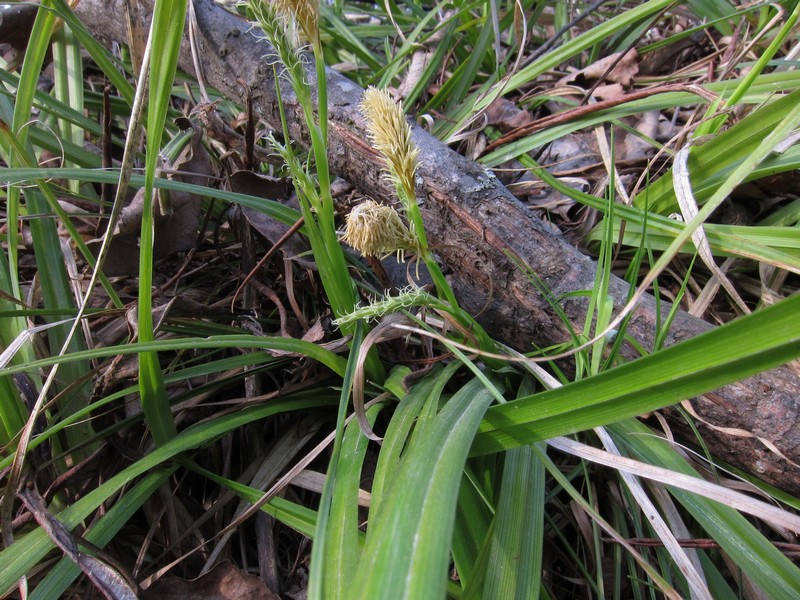 Изображение особи Carex xiphium.