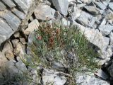 род Ephedra. Растение с мегастробилами. Таджикистан, Памиро-Алай, Фанские горы, окрестности Алаудинских озёр. Июль 2010 г.