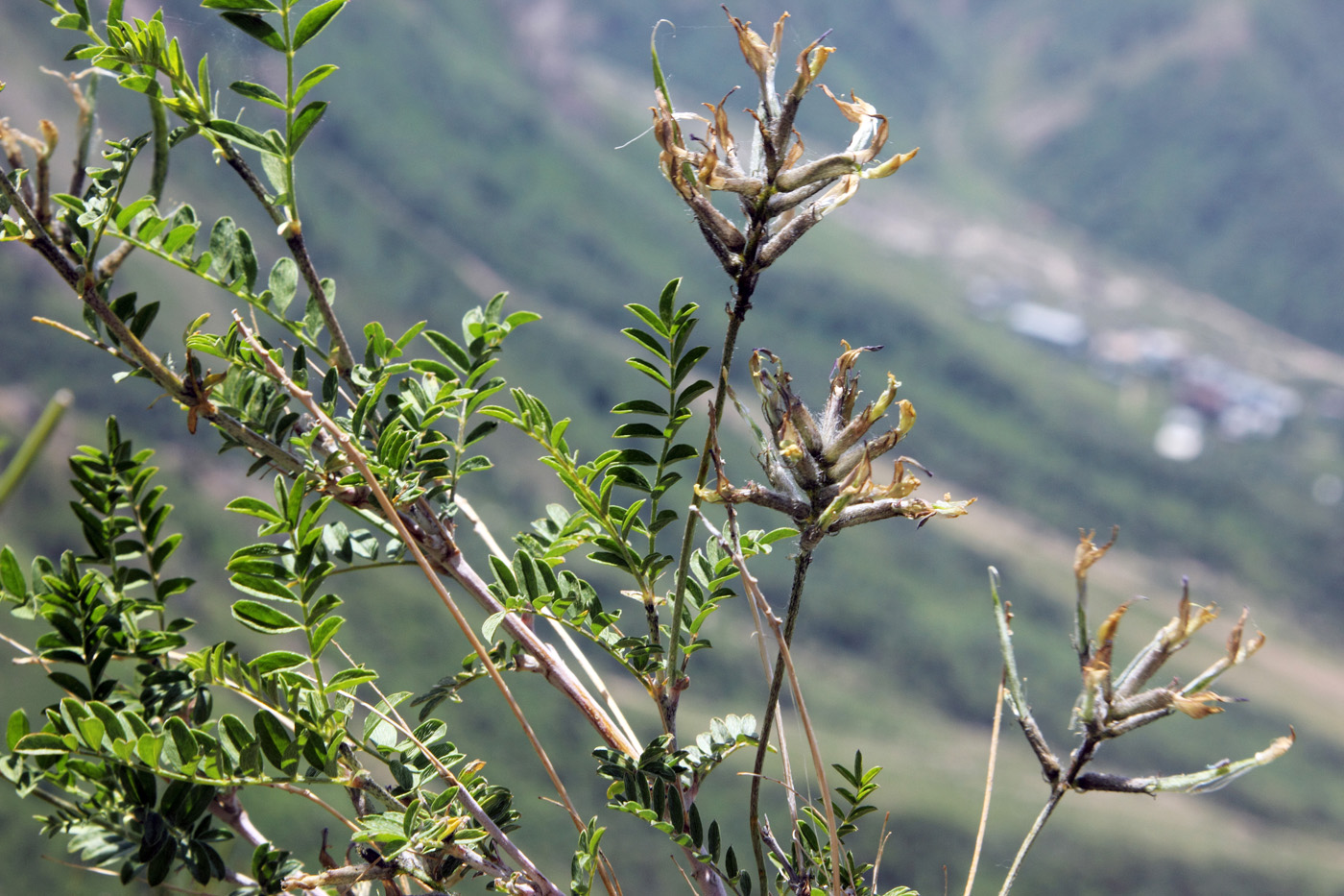 Изображение особи Astragalus variegatus.