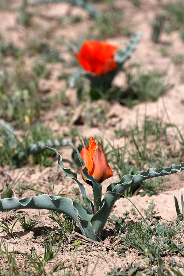 Изображение особи Tulipa borszczowii.