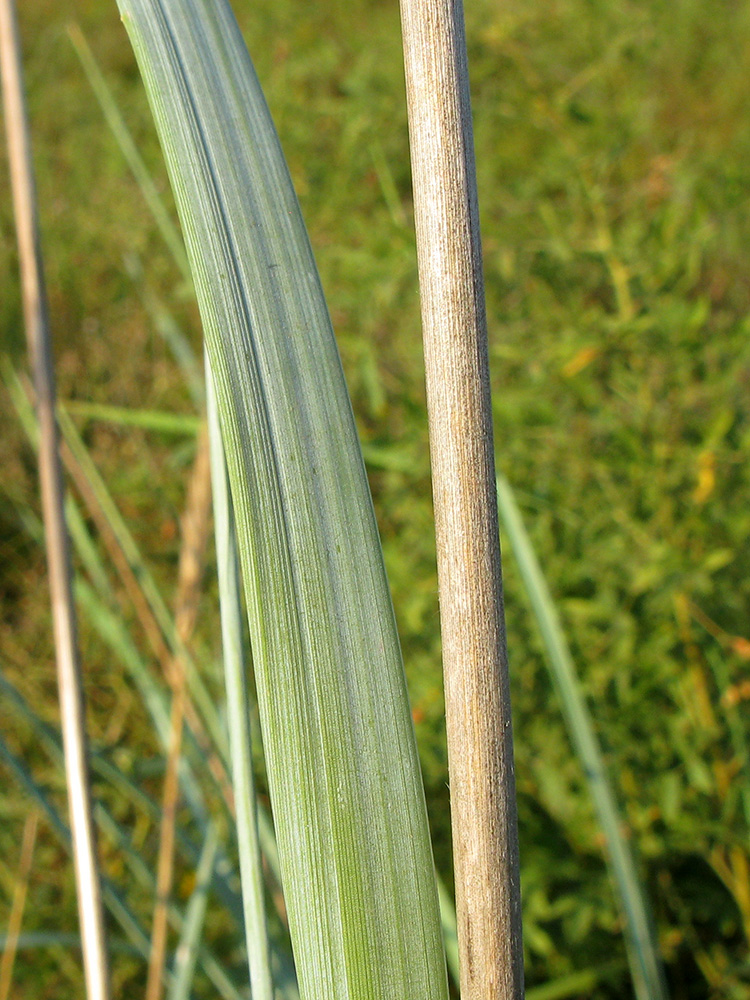 Изображение особи Leymus racemosus ssp. sabulosus.