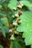 Pyrola minor