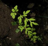 Cryptogramma stelleri. Частично спороносящие вайи молодого растения. Красноярский край, Ермаковский р-н, природный парк \"Ергаки\", Западный Саян, хребет Ергаки, берег р. Тушканчик, тенистая скала. 14.08.2013.