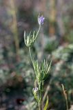 Nigella integrifolia. Верхушка цветущего и плодоносящего растения. Южный Казахстан, восточная граница пустыни Кызылкум. 07.05.2013.