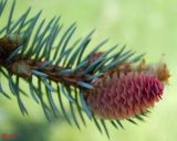 Picea pungens