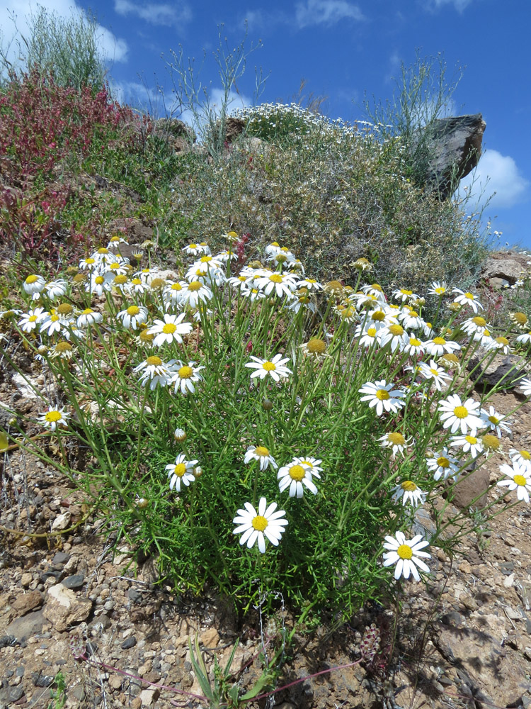 Изображение особи Argyranthemum frutescens.