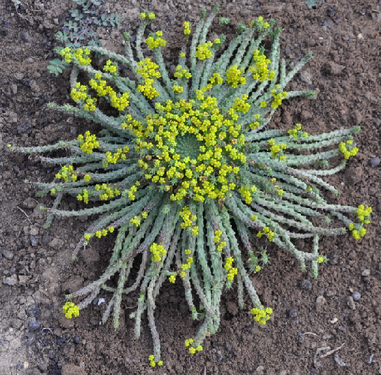 Изображение особи Euphorbia flanaganii.