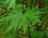 Aconitum septentrionale. Лист. Тверская обл., Пеновский р-н, смешанный лес. 10.07.2009.