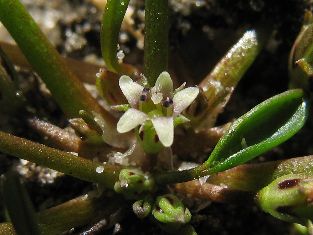 Image of Limosella aquatica specimen.