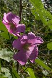 Alcea setosa