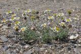 Anthemis dubia