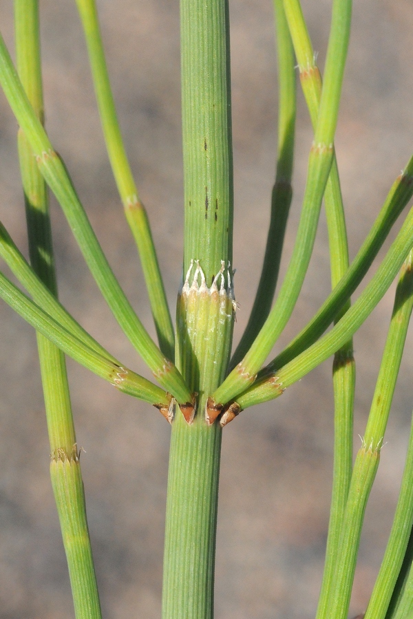 Изображение особи Equisetum ramosissimum.