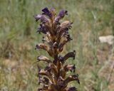 Orobanche amoena