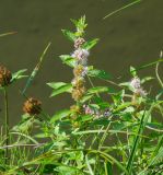 Mentha arvensis