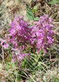 Pedicularis verticillata