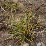 Carex leporina. Плодоносящее растение на обочине грунтовой дороги. Окрестности Мурманска, конец августа 2008 г.