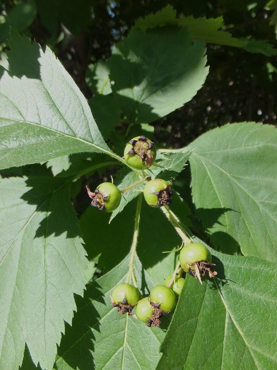 Изображение особи род Crataegus.