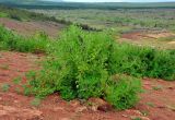 Lupinus nootkatensis. Плодоносящее растение. Исландия, долина Хёйкадалюр, осыпающийся склон. 01.08.2016.