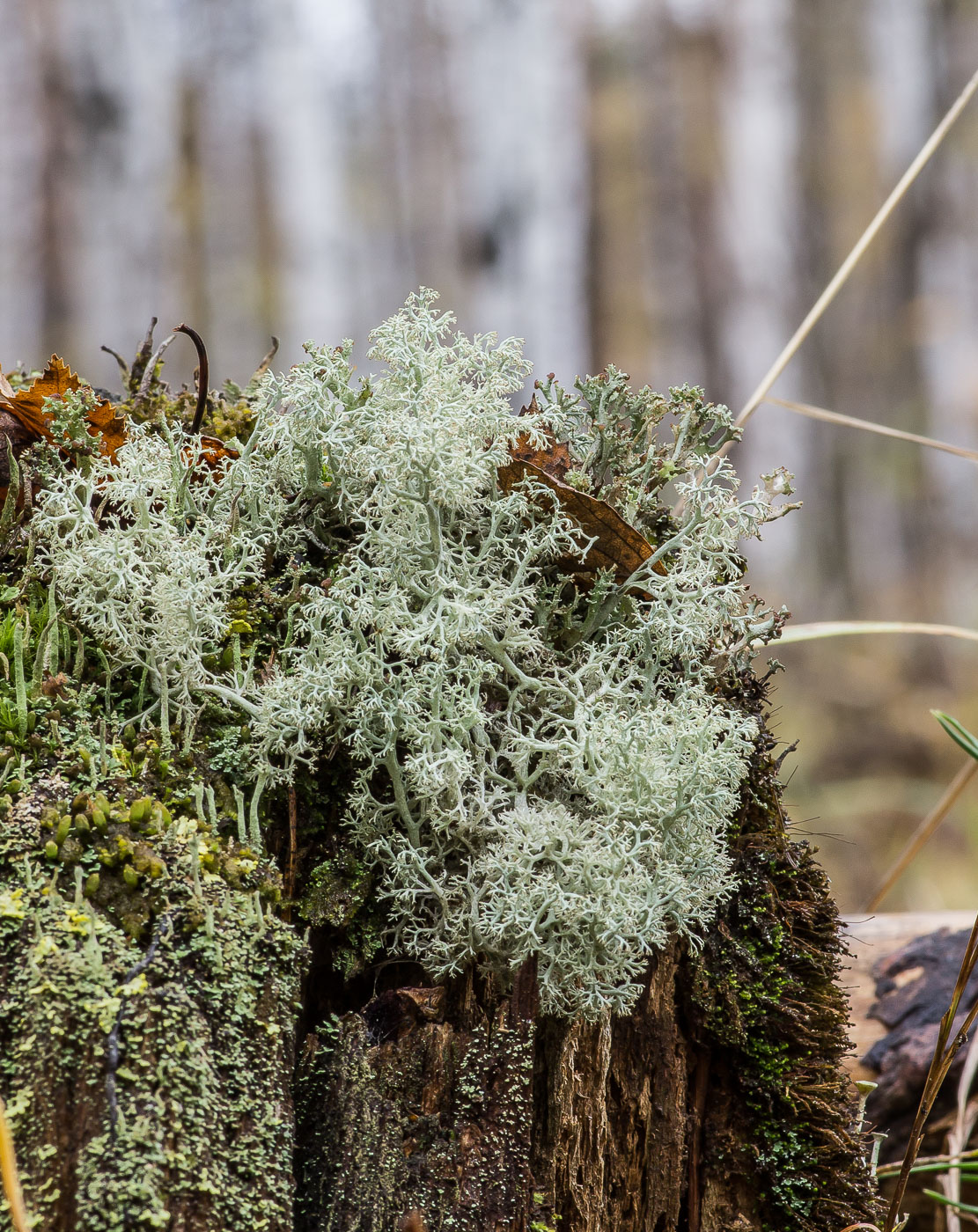 Изображение особи Cladonia arbuscula.