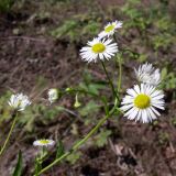 Erigeron strigosus