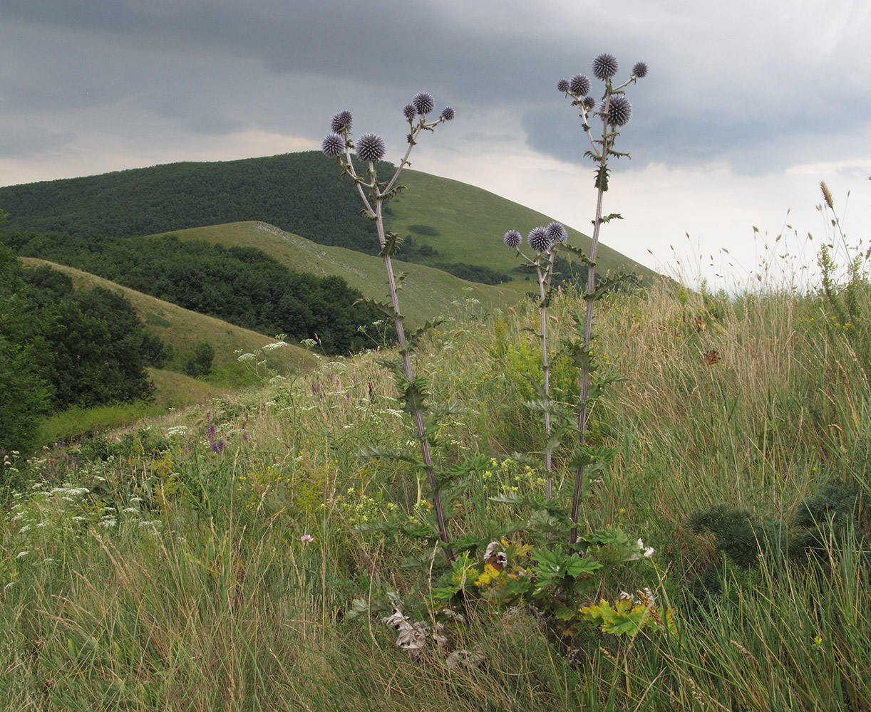 Изображение особи Echinops sphaerocephalus.