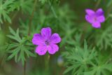 Geranium sanguineum