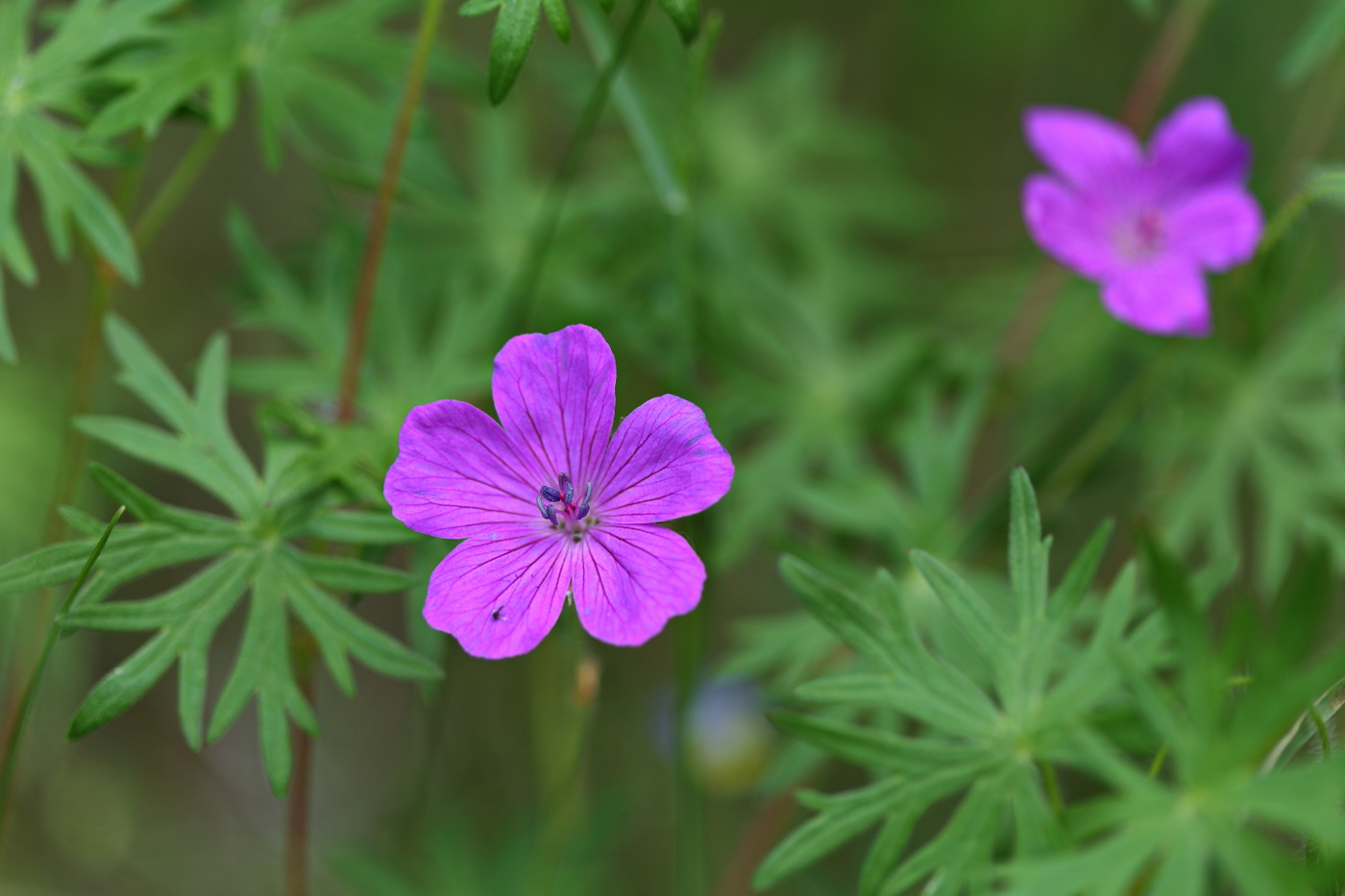 Изображение особи Geranium sanguineum.