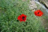 Papaver orientale