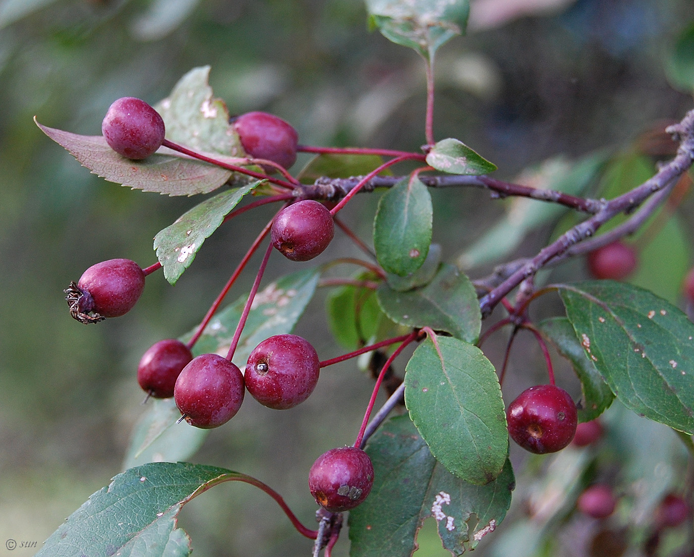 Image of Malus &times; purpurea specimen.