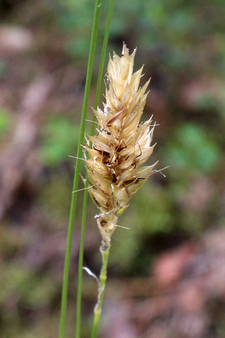 Изображение особи Anthoxanthum odoratum.