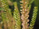 Lepidium densiflorum