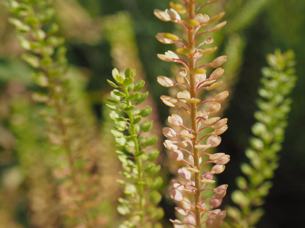 Изображение особи Lepidium densiflorum.