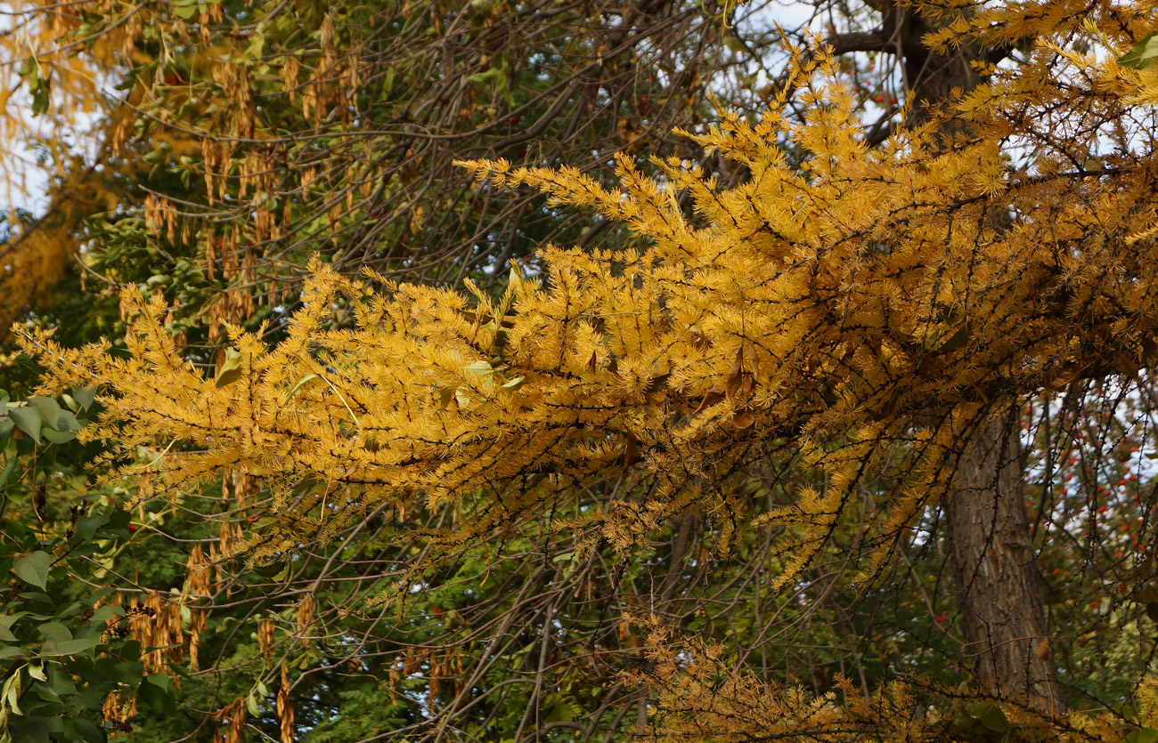 Image of Larix sibirica specimen.