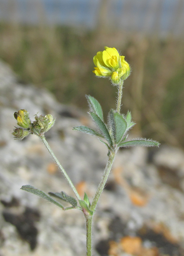 Изображение особи Medicago meyeri.