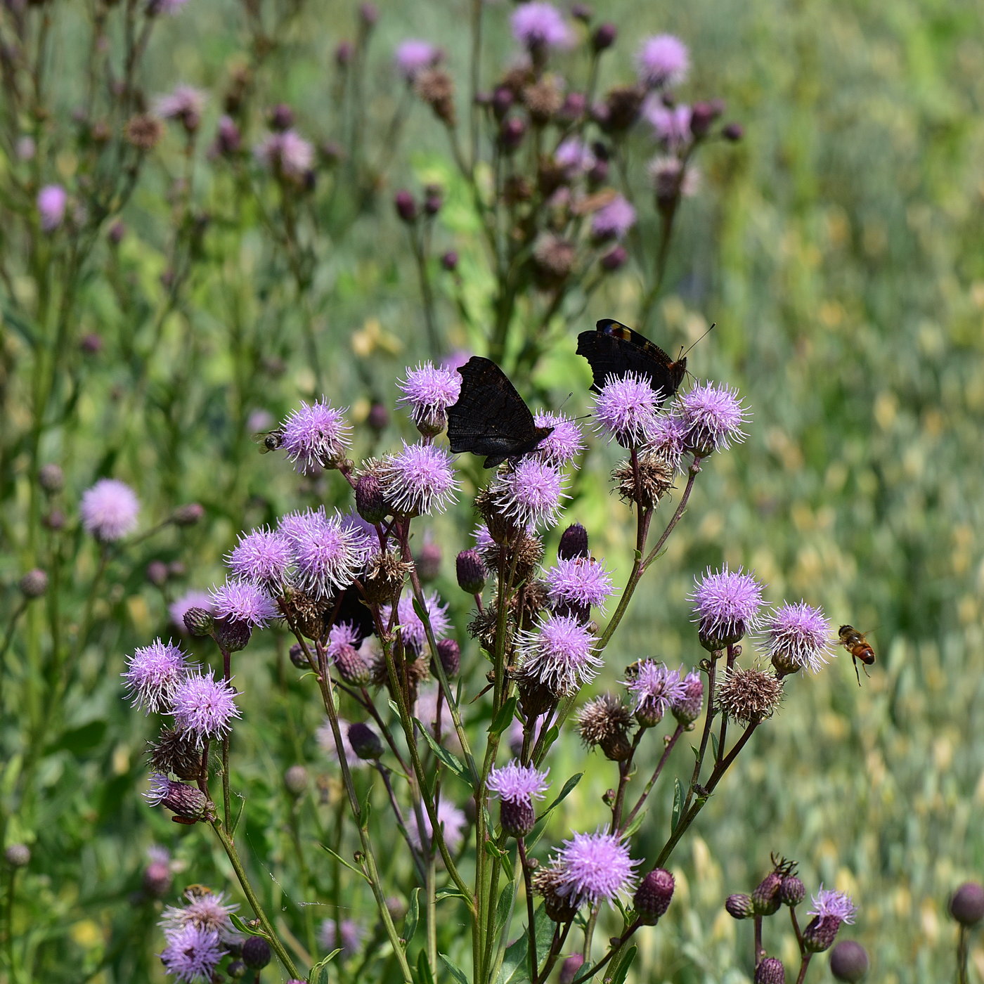 Изображение особи Cirsium setosum.