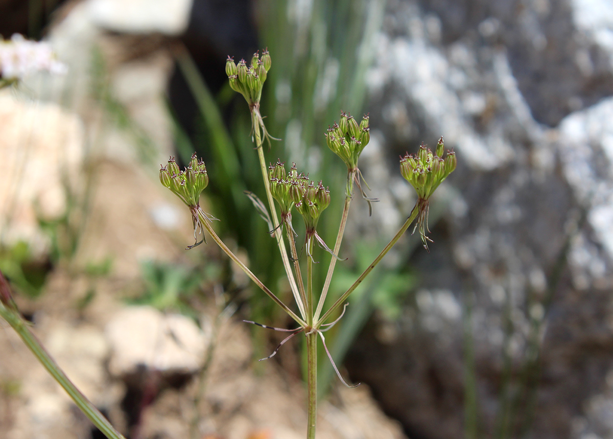 Изображение особи Carum meifolium.