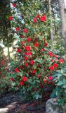 Camellia japonica