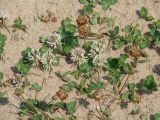 Trifolium repens