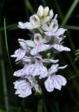 Dactylorhiza fuchsii. Соцветие. Алтайский край, Чарышский р-н, верховья руч. Большой Тигирек. 15 июля 2010 г.