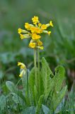 Primula macrocalyx